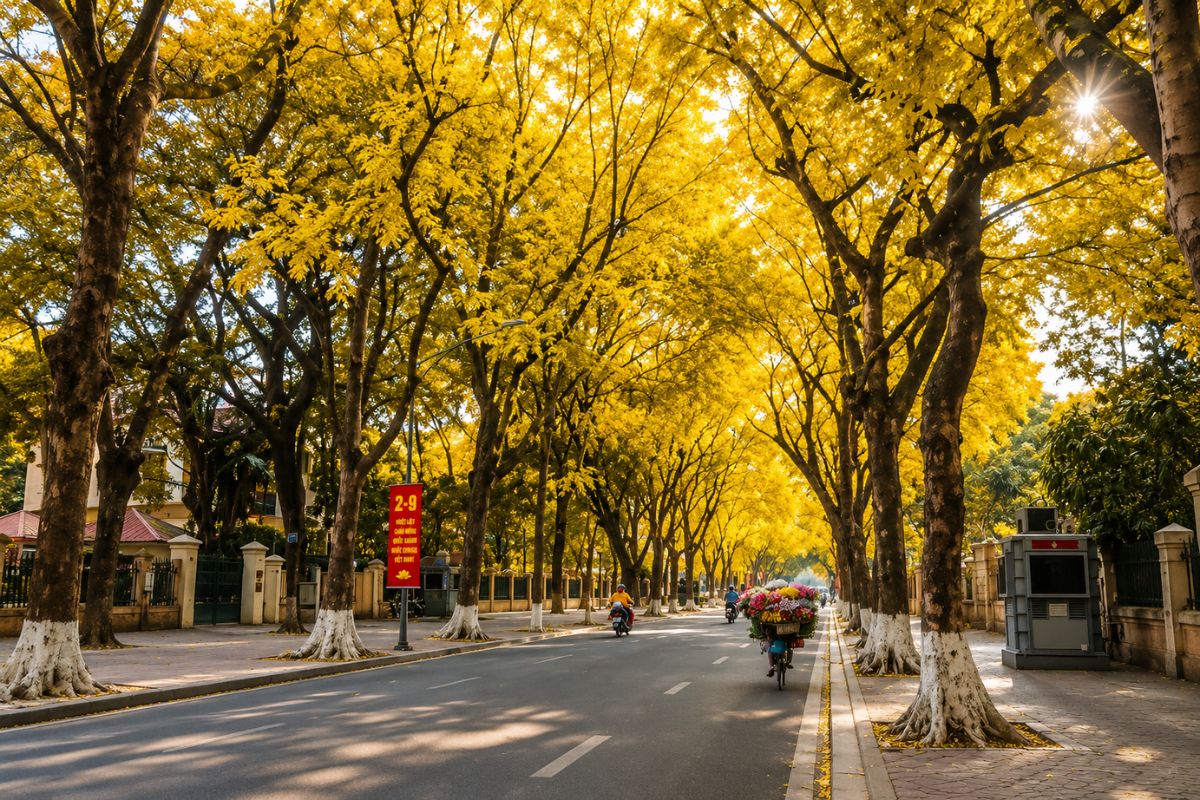 Yellow leaves along Phan Dinh Phung Street in Hanoi in late autumn
